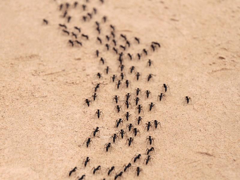 Ants Exterminator and Pest Control