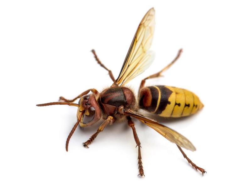Hornet Pest Control