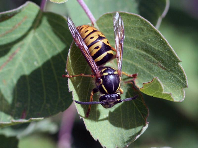 What Are Yellow Jackets?