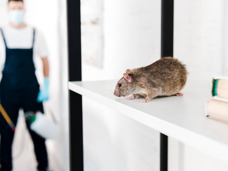 How to Find a Rat Exterminator