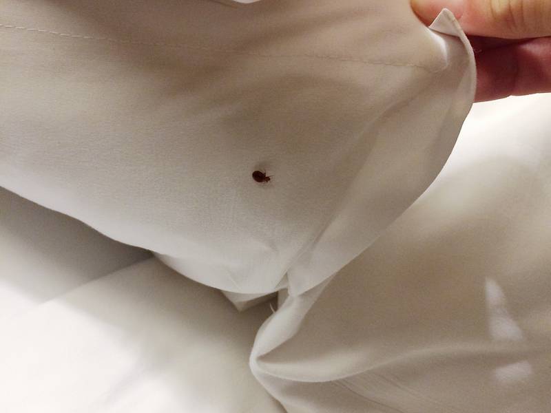 When To Call A Bed Bug Exterminator