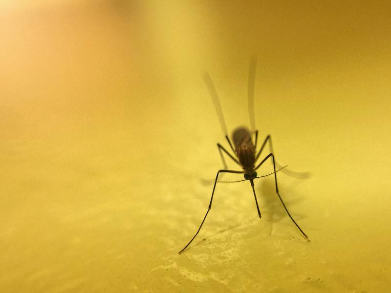 What are the Benefits of a Mosquito Exterminator/Pest Control?