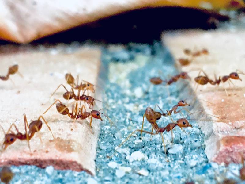 When Should You Seek an Ant Exterminator/Pest Control?