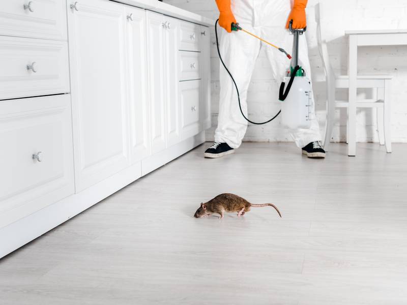 Can a Rat Exterminator/Pest Control Remove Rats Permanently?