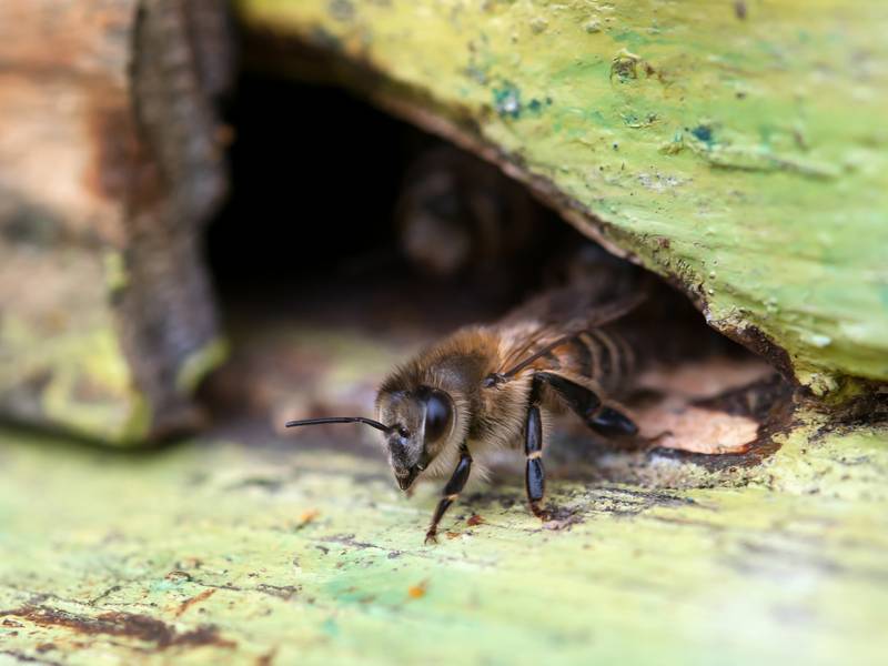 Do I Need Bees Exterminator/Pest Control?