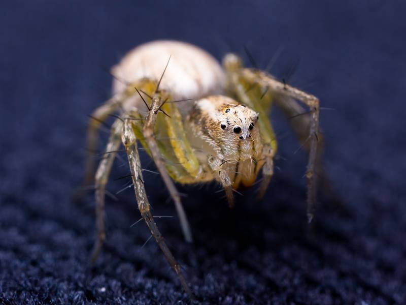 Can a Spider Exterminator/Pest Control Help Me?