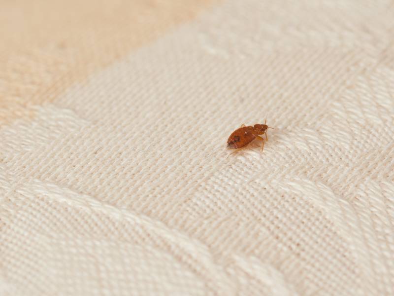 What Are the Benefits of Hiring a Bed Bug Exterminator/Pest Control?