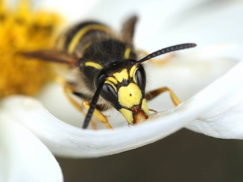 Do I Need a Wasp Exterminator/Pest Control?