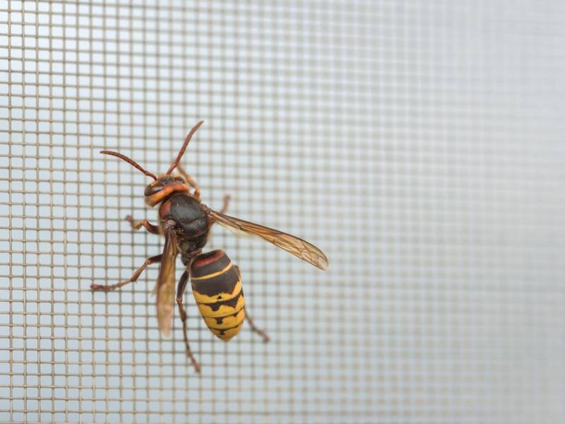 Can a Hornet Exterminator/Pest Control Remove a Nest?