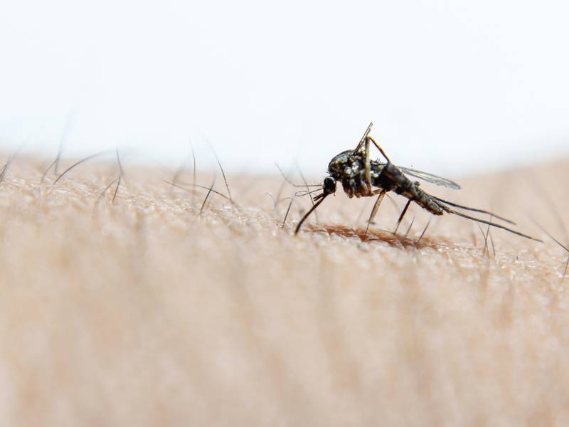 Can a Mosquito Exterminator/Pest Control Get Rid of Mosquitos Fast?