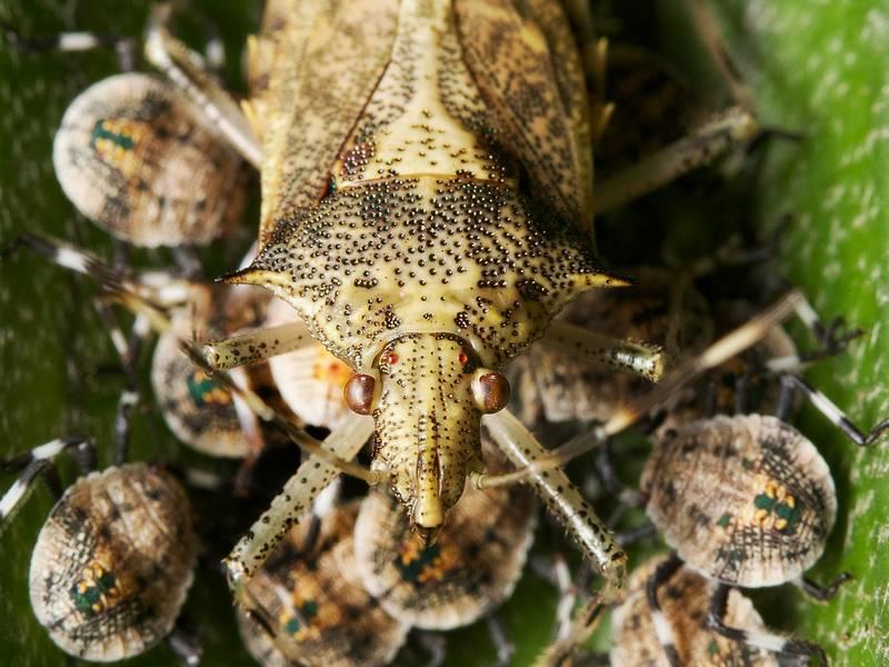 Do I Need a Stink Bug Exterminator/Pest Control?