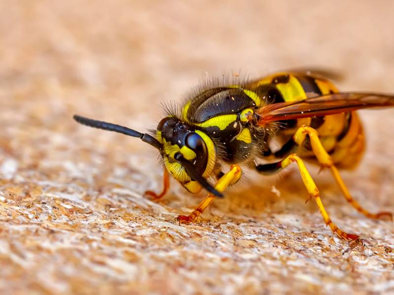 Is a Yellow Jacket Exterminator/Pest Control Effective?