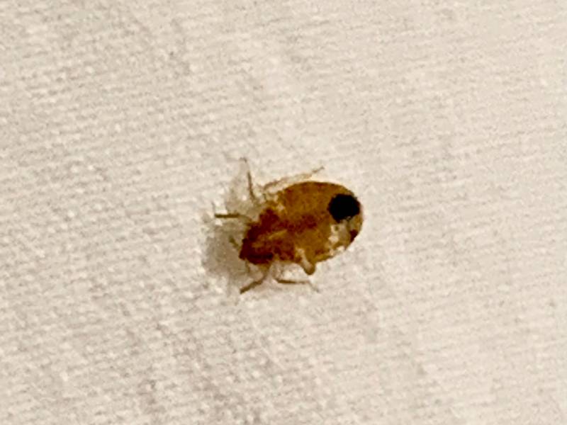 What Services Can a Bed Bug Exterminator/Pest Control Company Offer?