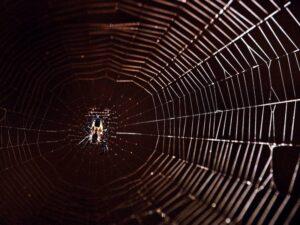 What Are the Benefits of a Spider Exterminator/Pest Control?