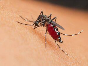 Do I Need a Mosquito Exterminator/Pest Control?