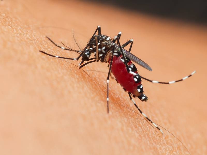 Do I Need a Mosquito Exterminator/Pest Control?