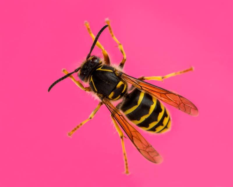 What Methods Are Used For Wasp Exterminator/Pest Control?