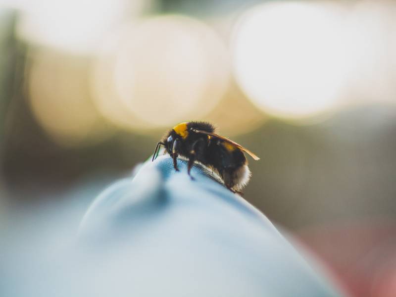How Can Bee Exterminators at a Pest Control Company Help Me?