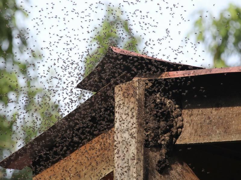 How Can Hornet Exterminator/Pest Control Services Protect My Home?