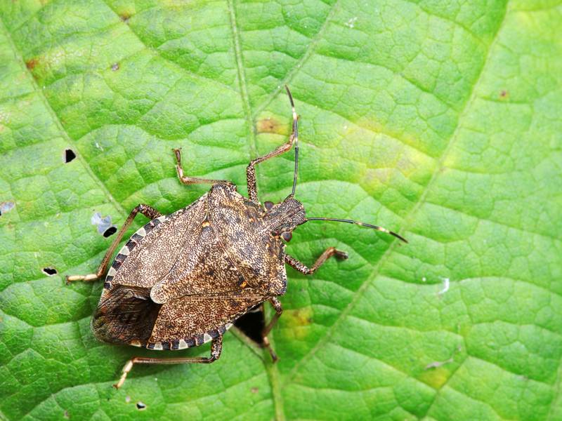 What is the Role of a Pest Control Company in Stink Bug Extermination?