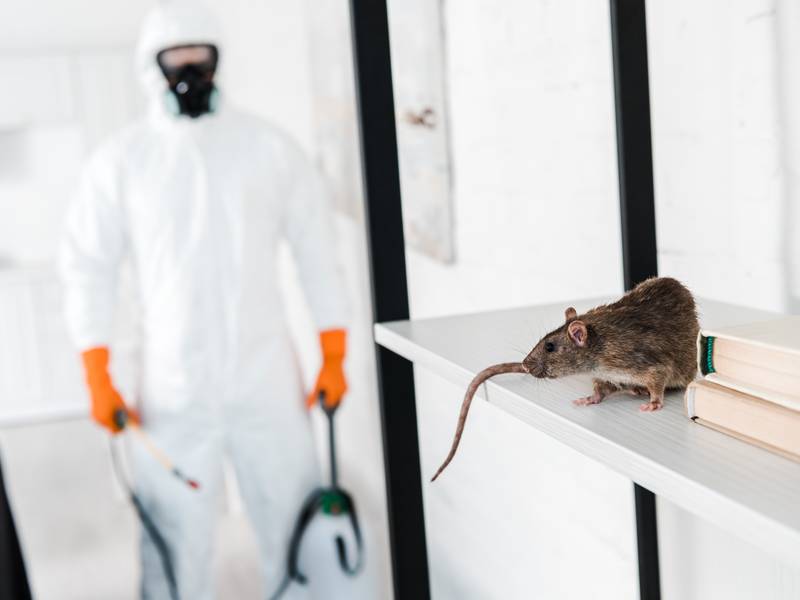 When Should I Call Home Pest Control for Pest Invasion?