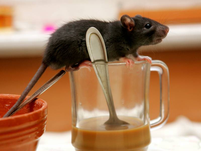 When Should I Call A Rat Exterminator/Pest Control Service?