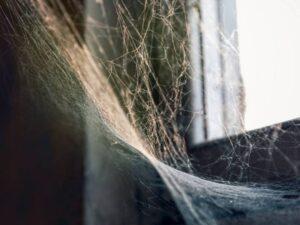 Why Should I Hire A Spider Exterminator/Pest Control Service?