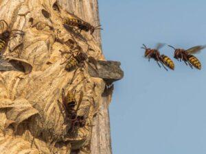 When Should I Call a Hornet Exterminator/Pest Control Service?