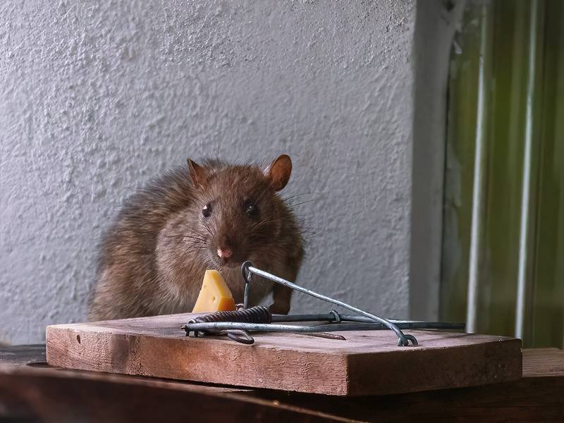 Best Rodent Control Services: Eliminate Rats & Mice