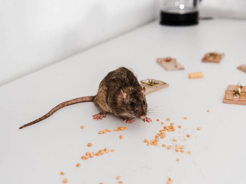 Professional Rat Control for Homes & Businesses