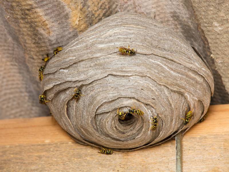 What Signs Indicate I Need to Hire a Wasp Exterminator/Pest Control Service?