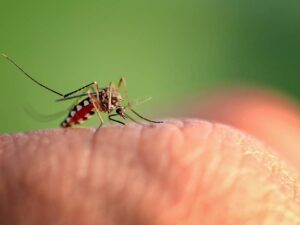 Do I Need a Mosquito Exterminator to Stay Safe in Metro Detroit?