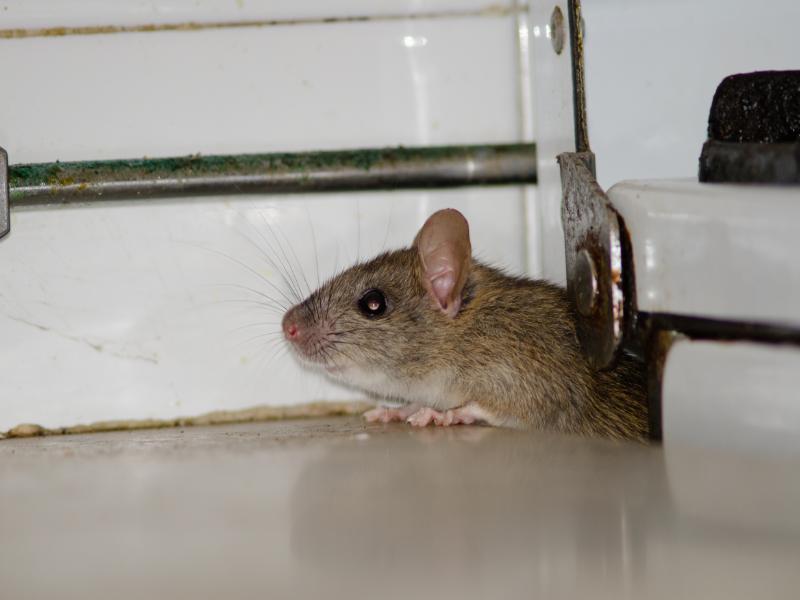 Why is an Expert Diagnosis Essential for Home Pest Control?