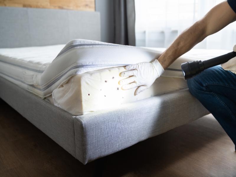 When Should I Call a Bed Bug Exterminator in Westland, MI?
