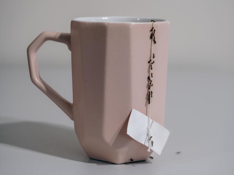 What are Signs I Need an Ant Exterminator & Pest Control?