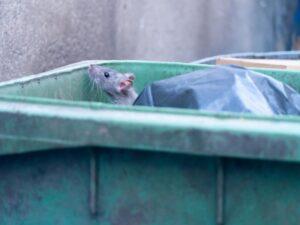 Expert Rat Exterminators: How They Secure Your Home or Business