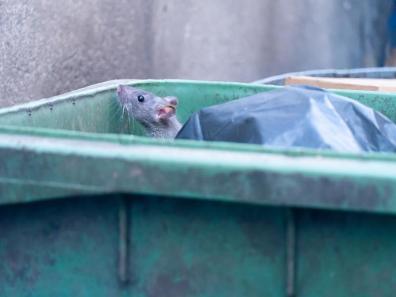 Expert Rat Exterminators: How They Secure Your Home or Business