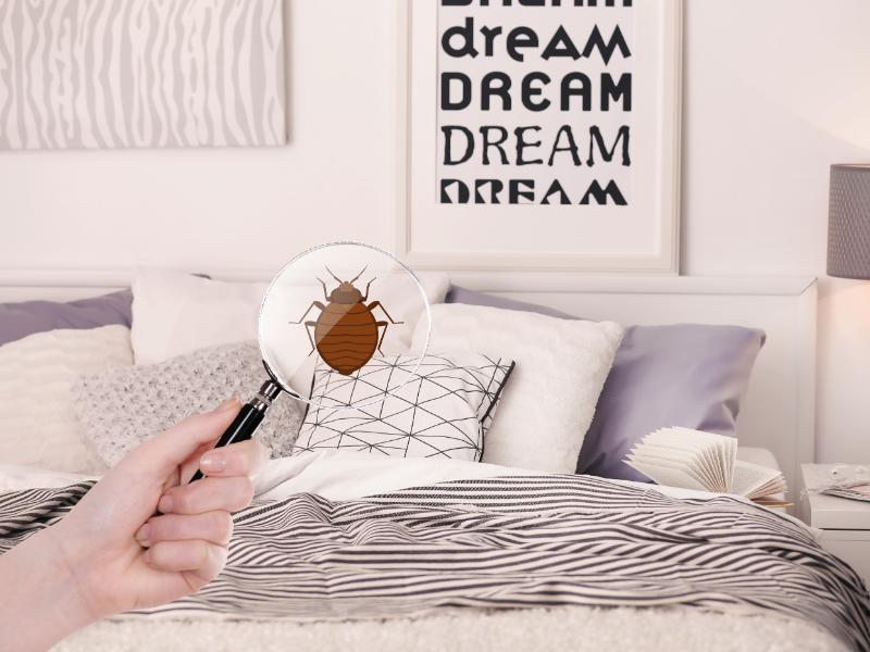 Bed Bug Exterminator: How to Prepare Your Home for Pest Control