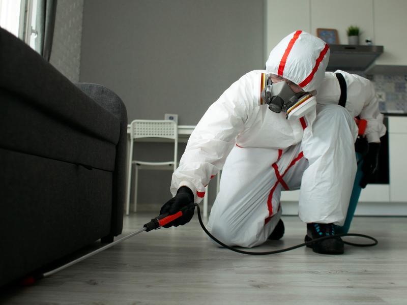 Why Professional Spider Extermination is Vital for Your Protection
