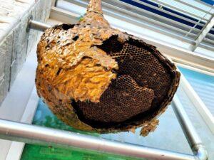 Professional Hornet Extermination Helps You Avoid the Dangers of DIY