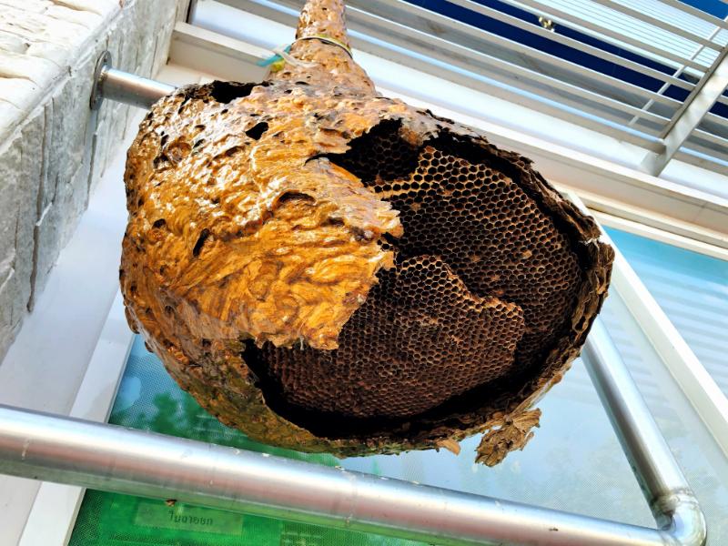 Professional Hornet Extermination Helps You Avoid the Dangers of DIY