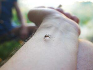 Mosquito Extermination in Plymouth, MI: Reclaim Your Yard Every Summer