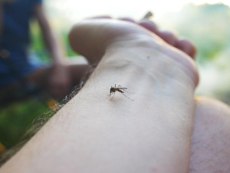 Mosquito Extermination in Plymouth, MI: Reclaim Your Yard Every Summer