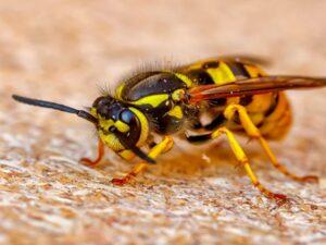 Yellow Jacket Exterminator Near Northville, MI Offers Safe & Fast Removal