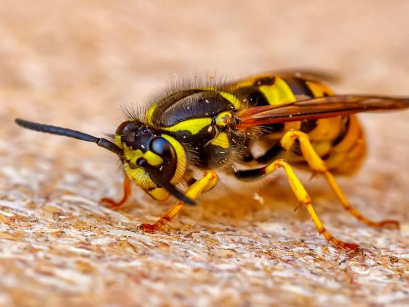 Yellow Jacket Exterminator Near Northville, MI Offers Safe & Fast Removal