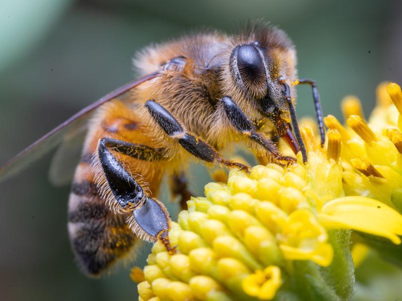 Need Professional Bee Exterminator Services in Novi, MI? Call R.J.’s Pest Control